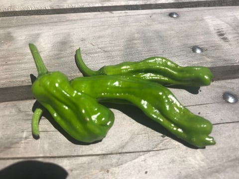 ししとう