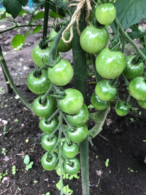 ミニトマト