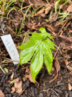 春の野草たちを植えた