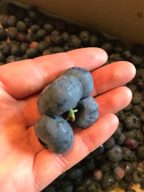 ブルーベリー初収穫